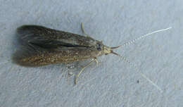 Image of alder bud moth