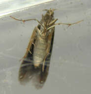 Image of alder bud moth