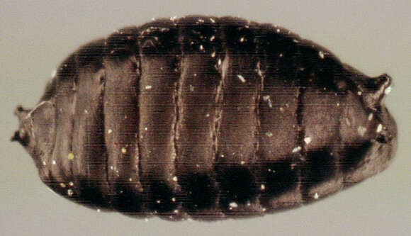 Image of Phytomyza pastinacae Hendel 1923