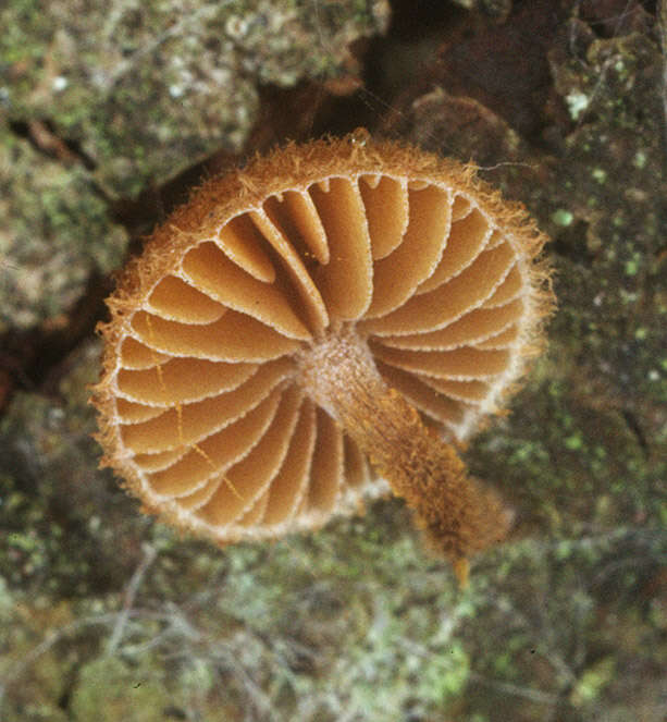 Image of Phaeomarasmius erinaceus (Fr.) Scherff. ex Romagn. 1937