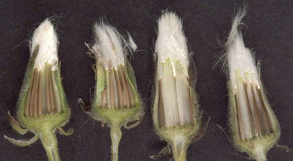 Image of beaked hawksbeard