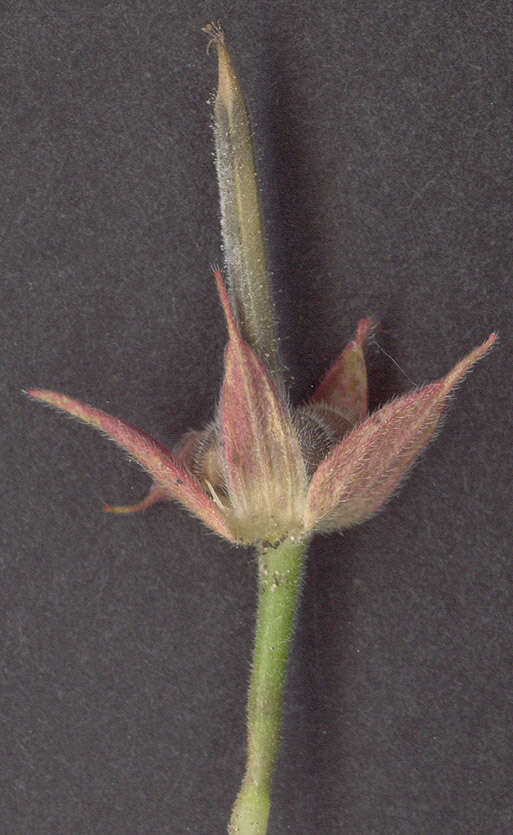 Plancia ëd Geranium dissectum L.