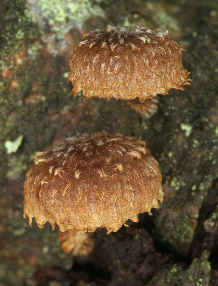 Image of Phaeomarasmius erinaceus (Fr.) Scherff. ex Romagn. 1937