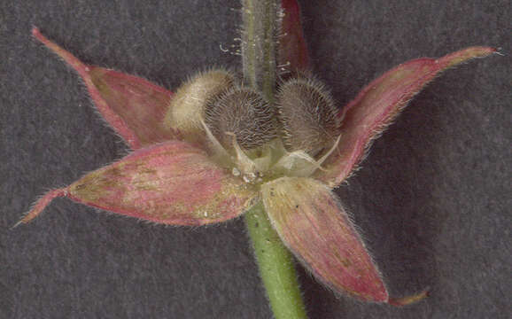 Image of cut-leaved cranesbill