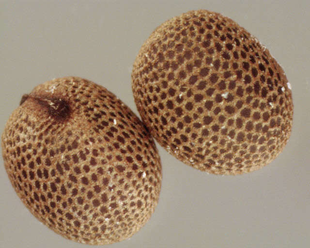 Image of cut-leaved cranesbill