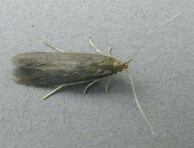 Image of alder bud moth