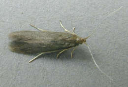 Image of alder bud moth