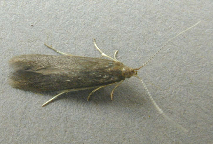 Image of alder bud moth