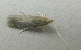 Image of alder bud moth