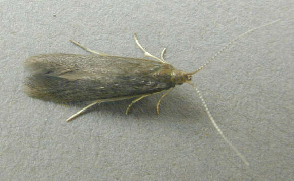 Image of Coleophora serratella Linnaeus 1761