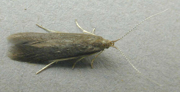 Image of alder bud moth