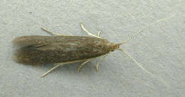 Image of alder bud moth