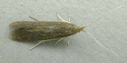 Image of alder bud moth