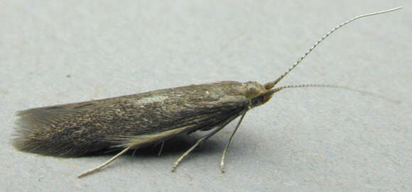 Image of Coleophora serratella Linnaeus 1761