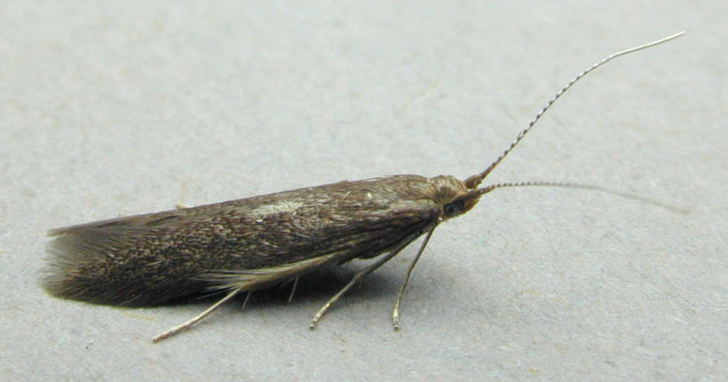 Image of alder bud moth