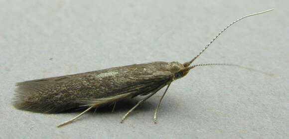 Image of Coleophora serratella Linnaeus 1761