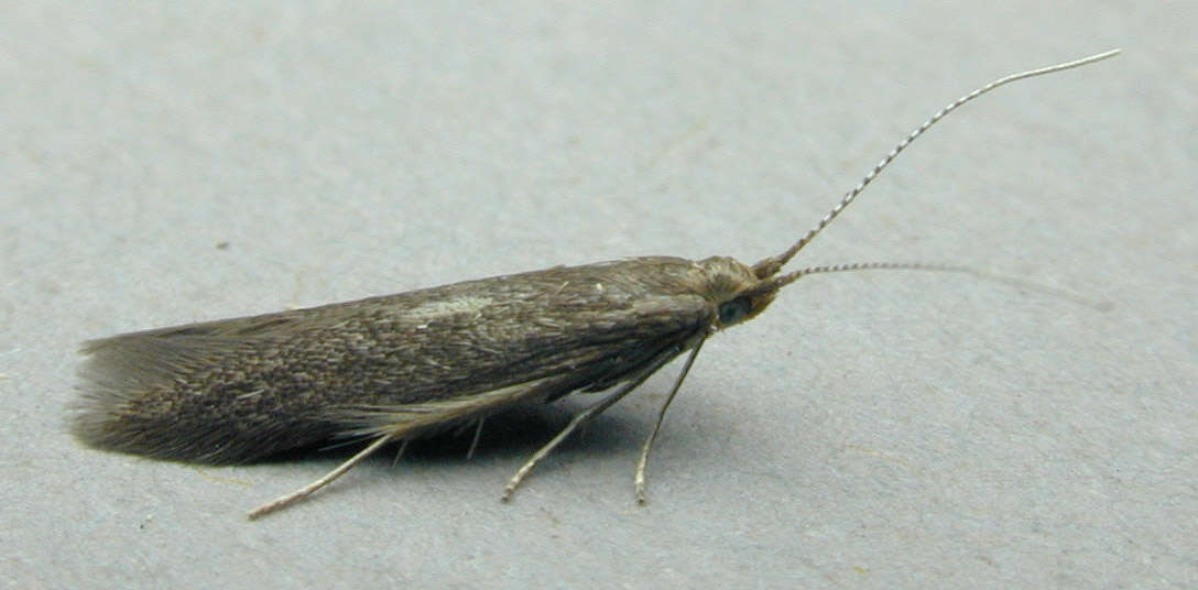 Image of alder bud moth