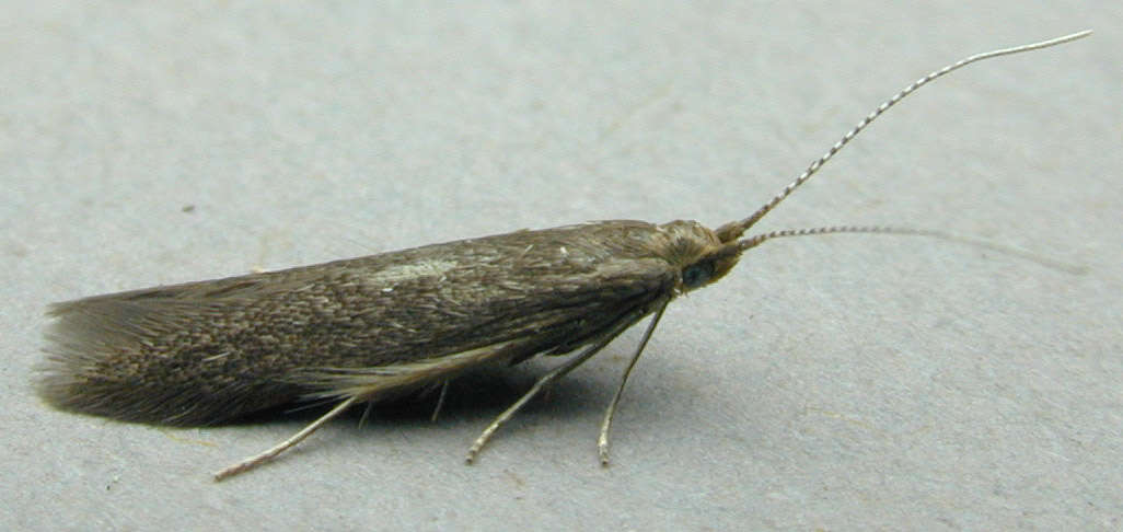 Image of alder bud moth