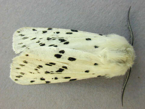 صورة Spilosoma lubricipeda Linnaeus 1758