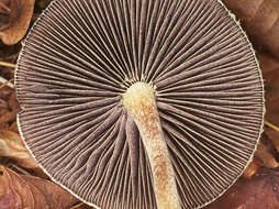 Image of Leratiomyces squamosus (Pers.) Bridge & Spooner 2008