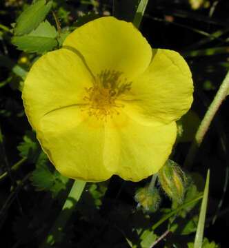 Image of Helianthemum nummularium subsp. nummularium