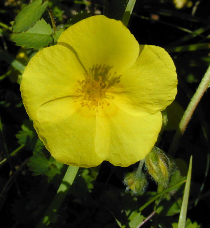 Image of Helianthemum nummularium subsp. nummularium