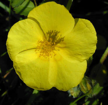 Image of Helianthemum nummularium subsp. nummularium