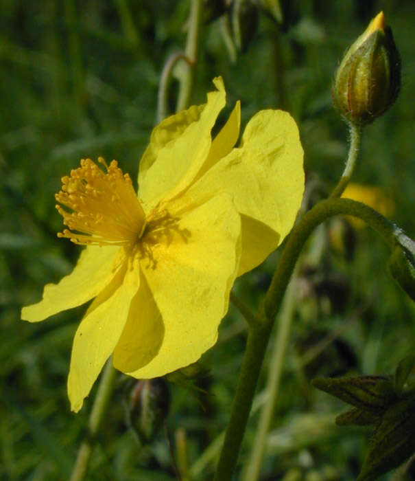 Image of Helianthemum nummularium subsp. nummularium