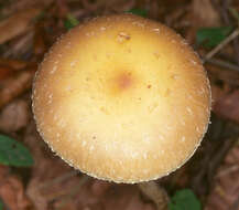 Image of Leratiomyces squamosus (Pers.) Bridge & Spooner 2008