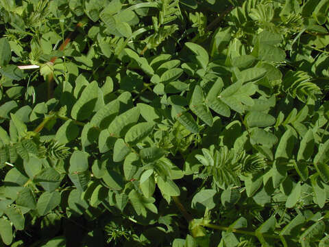 Image of licorice milkvetch