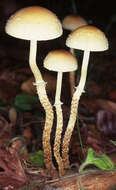 Image of Leratiomyces squamosus (Pers.) Bridge & Spooner 2008