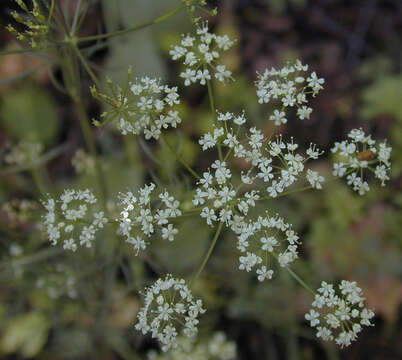 Conopodium resmi