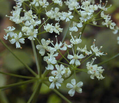 Conopodium resmi