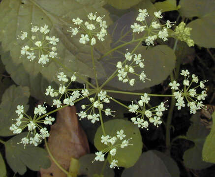 Conopodium resmi