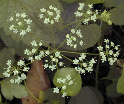 Image of Conopodium