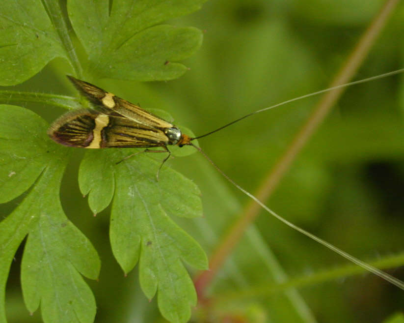 Image de Nemophora degeerella Linnaeus 1758