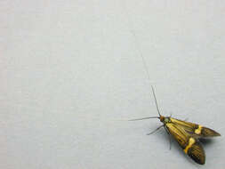 Image of Longhorn Moth