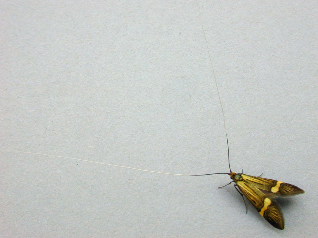 Image de Nemophora degeerella Linnaeus 1758