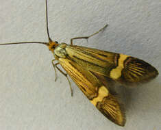 Image de Nemophora degeerella Linnaeus 1758