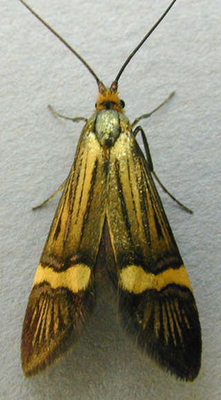 Image de Nemophora degeerella Linnaeus 1758