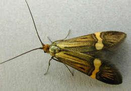 Image de Nemophora degeerella Linnaeus 1758