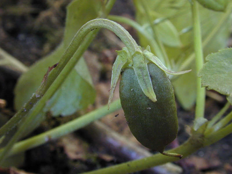 Image of common dog-violet