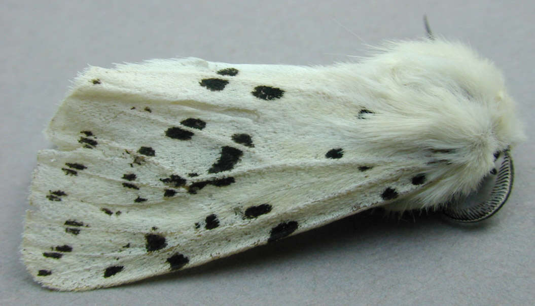 Image of white ermine
