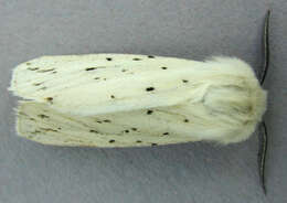 Image of white ermine