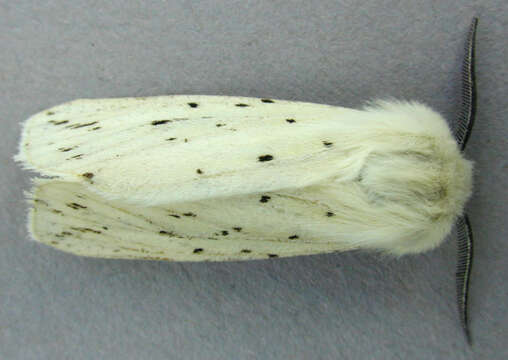 صورة Spilosoma lubricipeda Linnaeus 1758