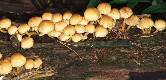 Image of Hypholoma fasciculare (Huds.) P. Kumm. 1871