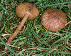 Imagem de Inocybe bongardii (Weinm.) Quél. 1872