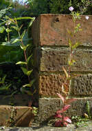 Image of Broad-leaved Willowherb