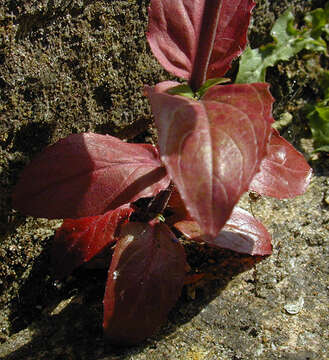 Image of Broad-leaved Willowherb