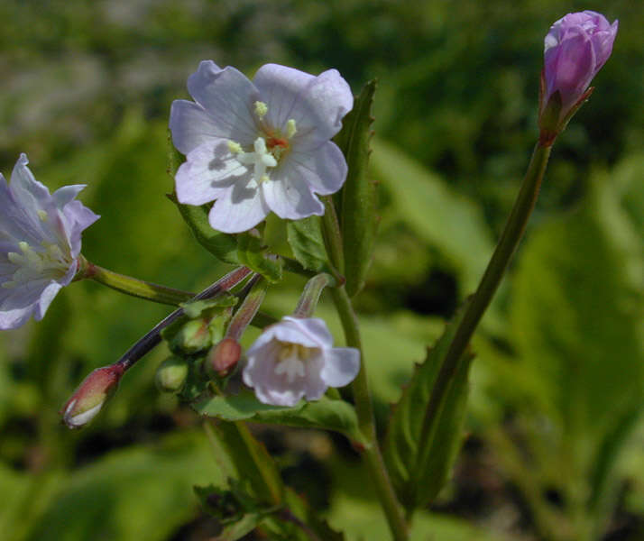 Image of Broad-leaved Willowherb